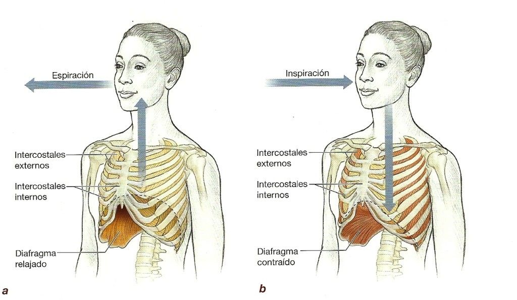 respiración pilates